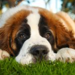 Адвантейдж для собак: надежная защита от паразитов для здоровья вашего питомца